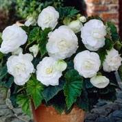 Bgonia Double blanc